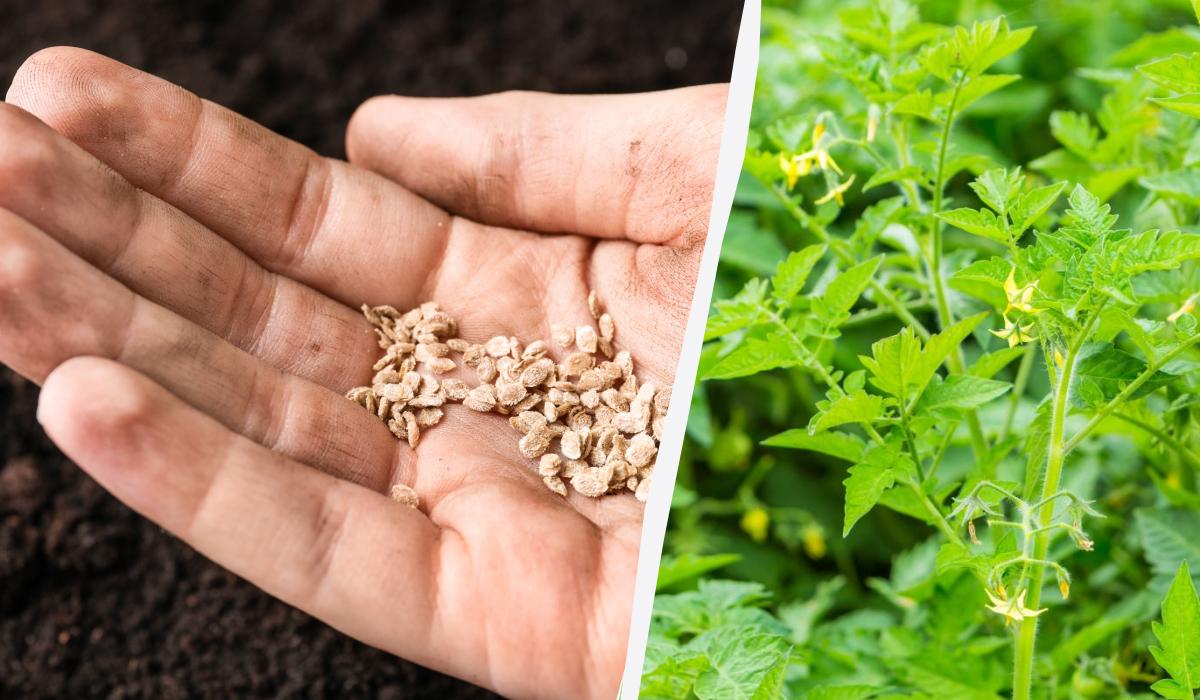 Когда можно высаживать помидоры в открытый грунт 