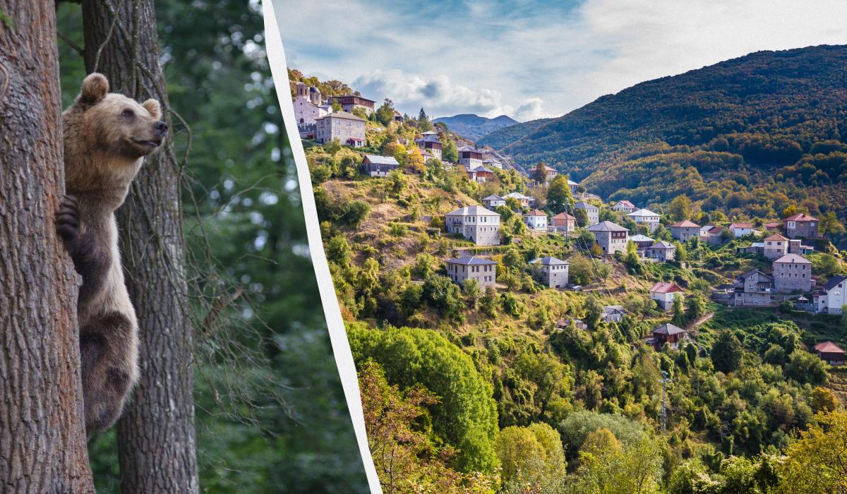 У македонському нацпарку Маврово розплодилися ведмеді / колаж УНІАН, фото ua.depositphotos.com, УНІАН У македонському нацпарку Маврово розплодилися ведмеді / колаж УНІАН, фото ua.depositphotos.com, УНІАН