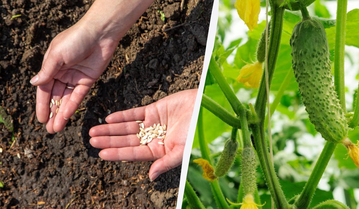Коли садити огірки у відкритий ґрунт насінням