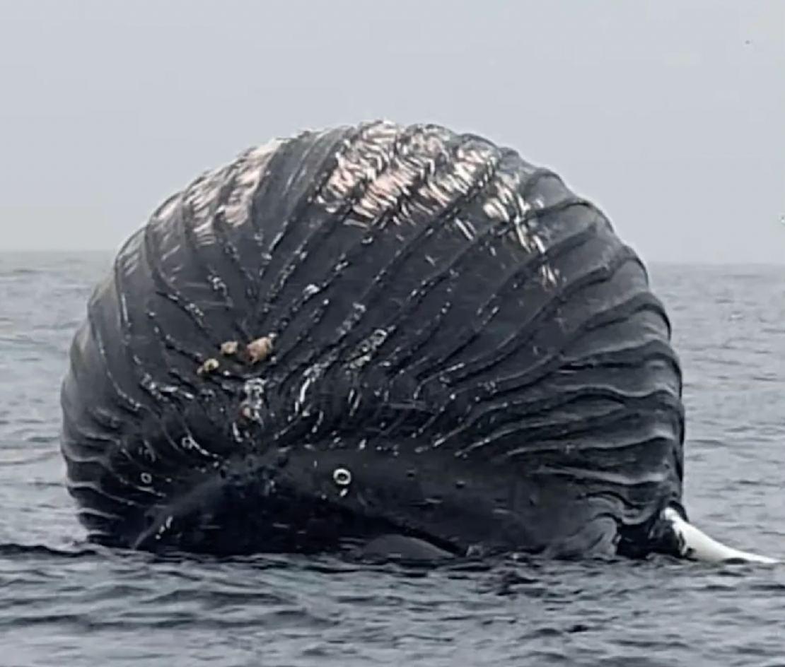 Whale swollen to incredible size / Bild