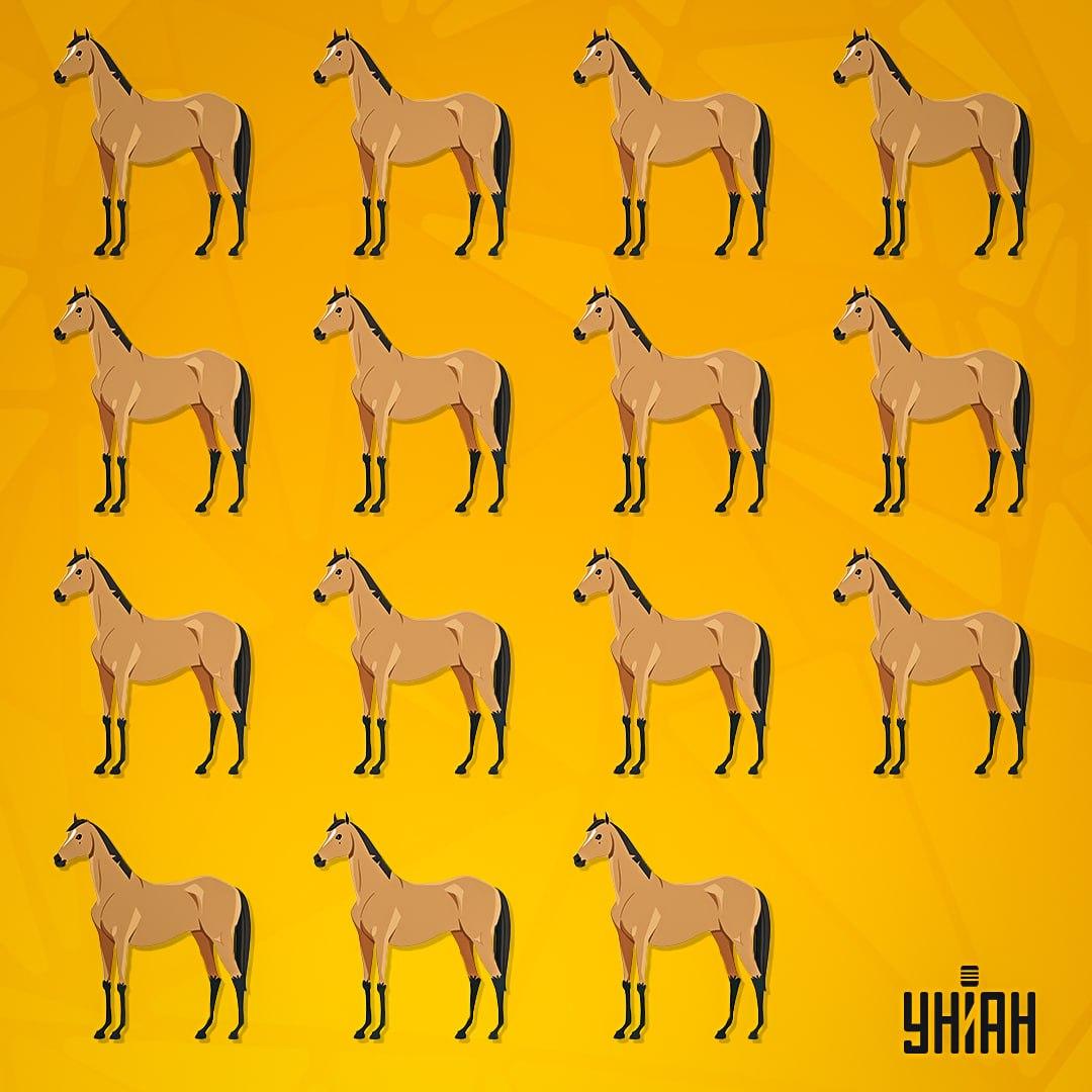 Найдите на картинке лошадь, которую можно назвать уникальной / коллаж УНИАН Найдите на картинке лошадь, которую можно назвать уникальной / коллаж УНИАН