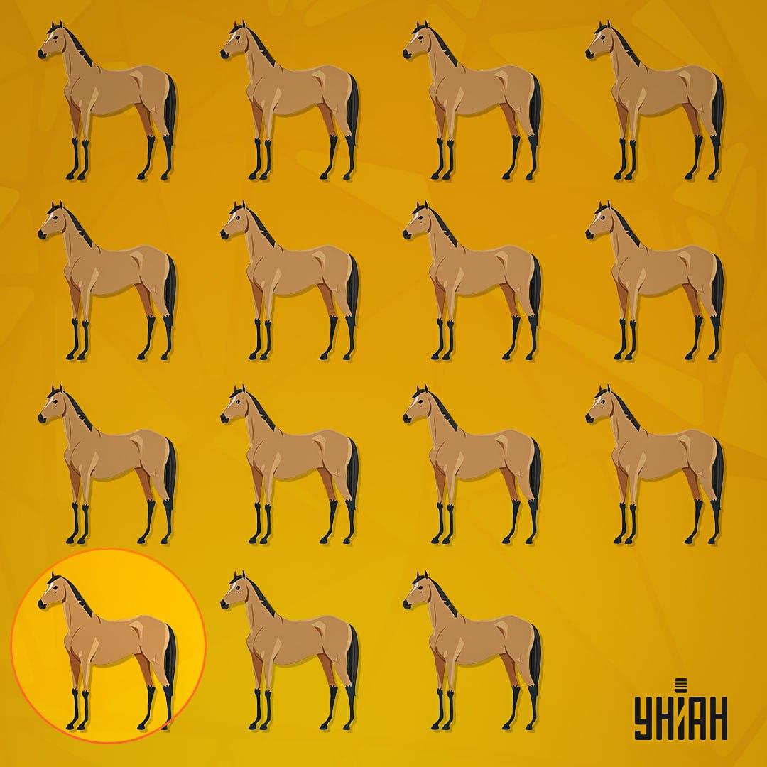 Уникальная лошадь была в нижнем ряду оптической иллюзии / коллаж УНИАН