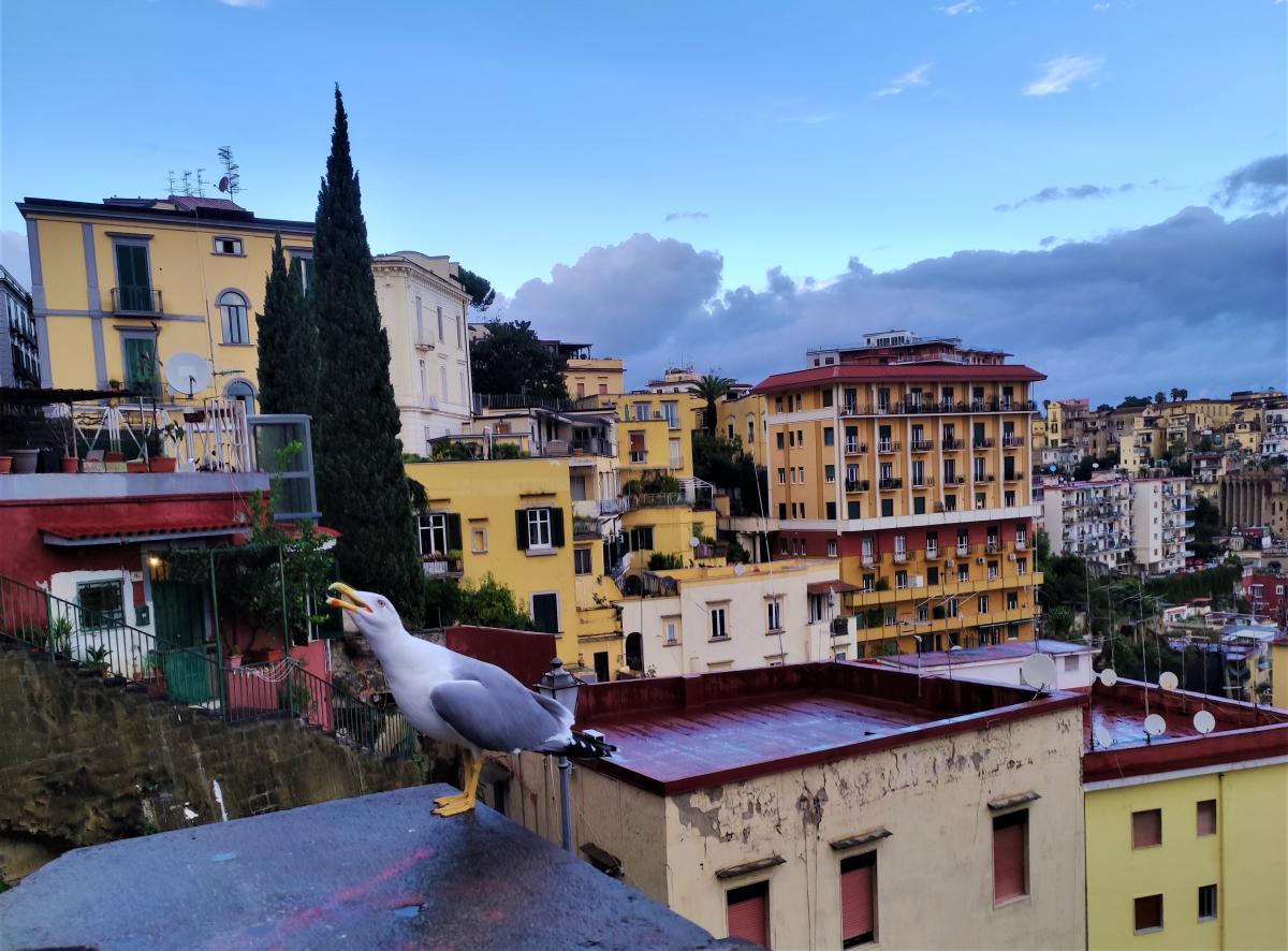 В Неаполі дуже нахабні чайки / фото Марина Григоренко