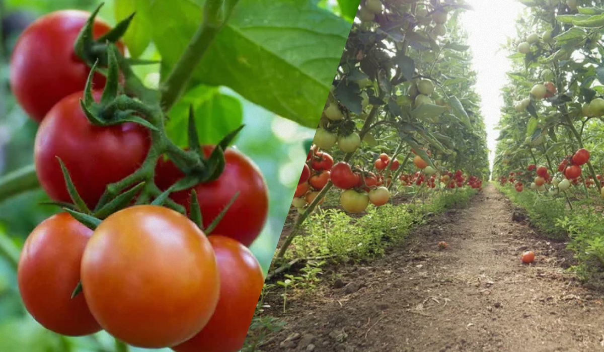 Цены на импортную продукцию находятся в диапазоне 70-80 грн/кг / фото ua.depositphotos.com Цены на импортную продукцию находятся в диапазоне 70-80 грн/кг / фото ua.depositphotos.com