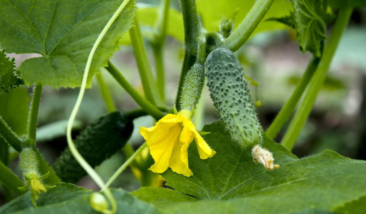 Цены на огурцы в Украине стремительно пошли вверх / ua.depositphotos.com Цены на огурцы в Украине стремительно пошли вверх / ua.depositphotos.com