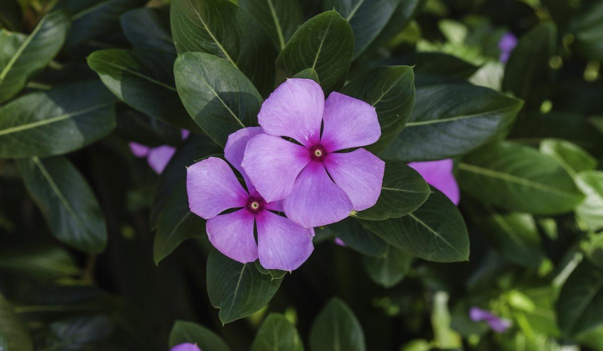 какие растения нельзя сажать во дворе