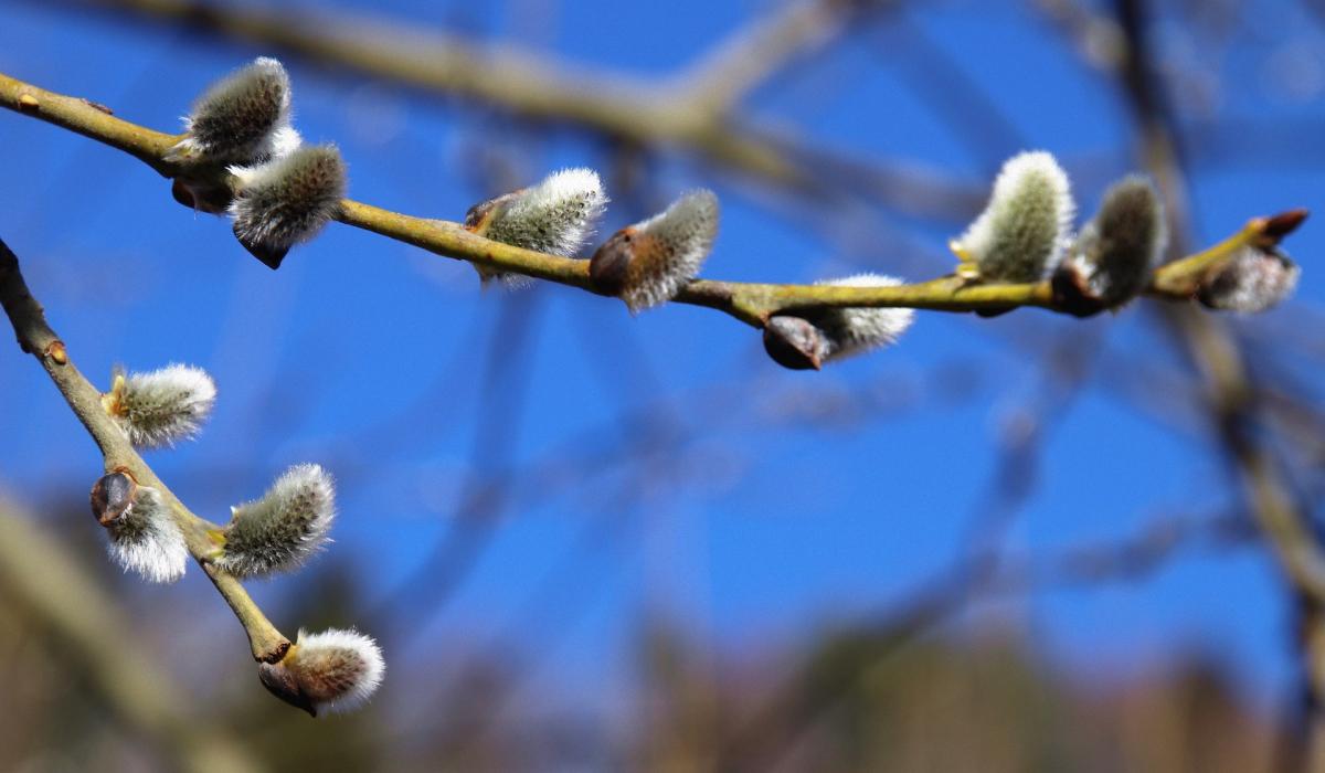 Приметы на сегодня 