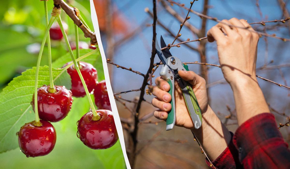 Як і коли обрізати вишню навесні 