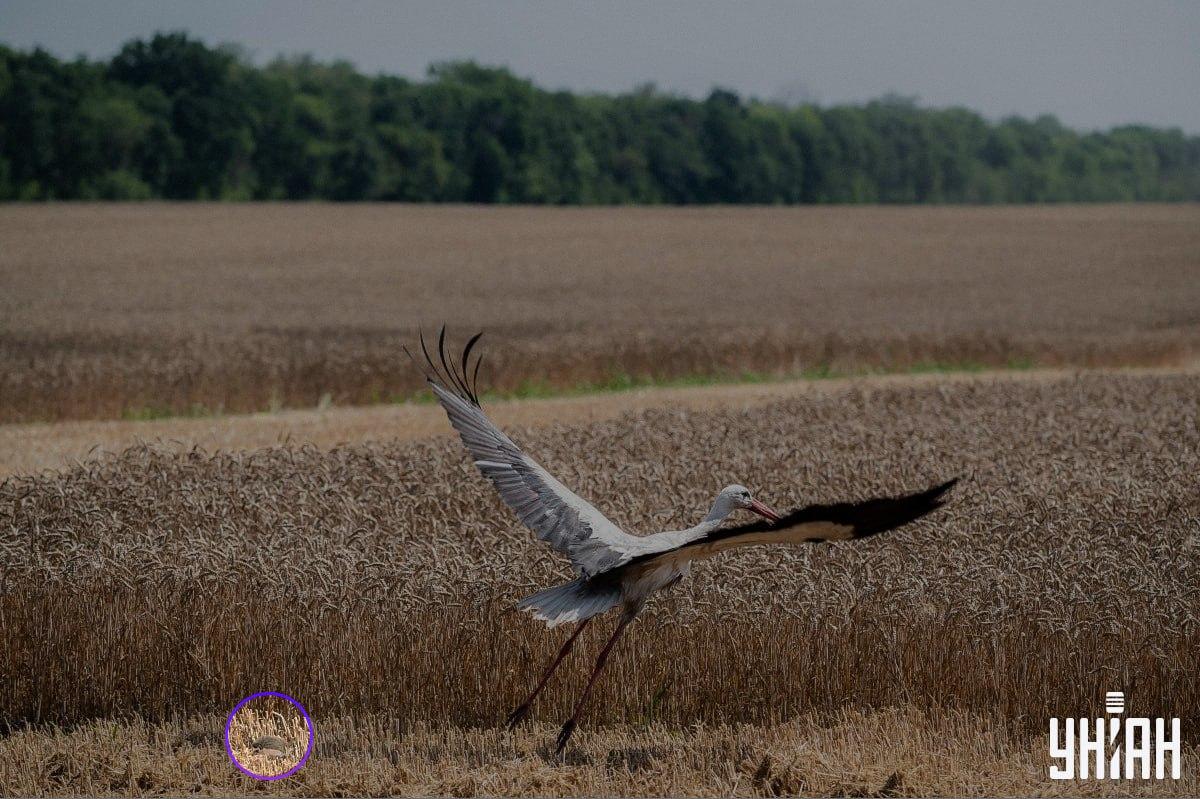 Еж был внизу изображения справа / коллаж с фото УНИАН Еж был внизу изображения справа / коллаж с фото УНИАН