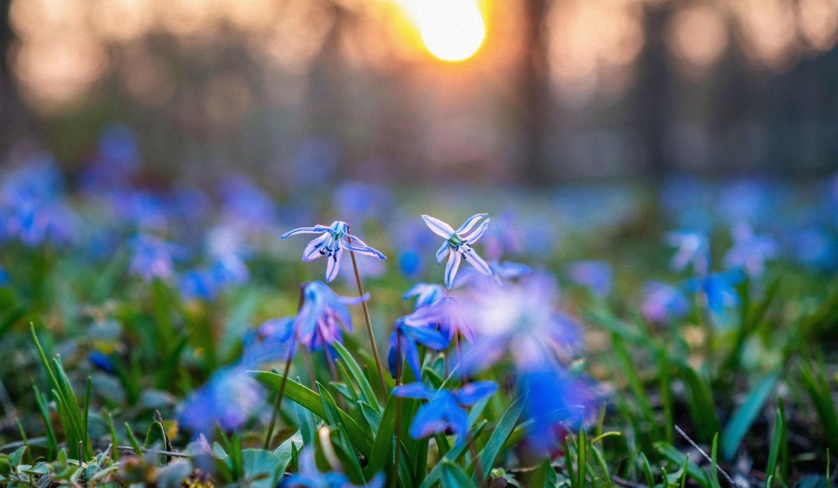 Які є прикмети на Благовіщення / pixabay.com