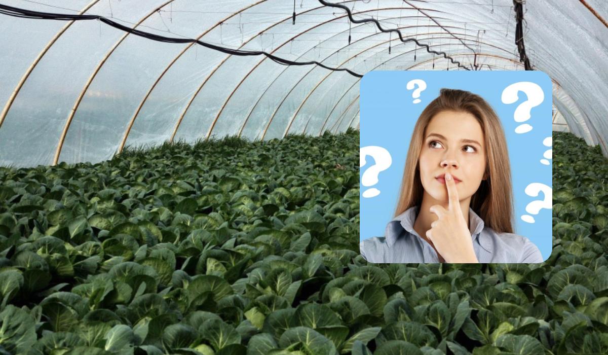 Новая иллюзия от УНИАН / Коллаж УНИАН / фото ua.depositphotos.com, УНИАН Новая иллюзия от УНИАН / Коллаж УНИАН / фото ua.depositphotos.com, УНИАН