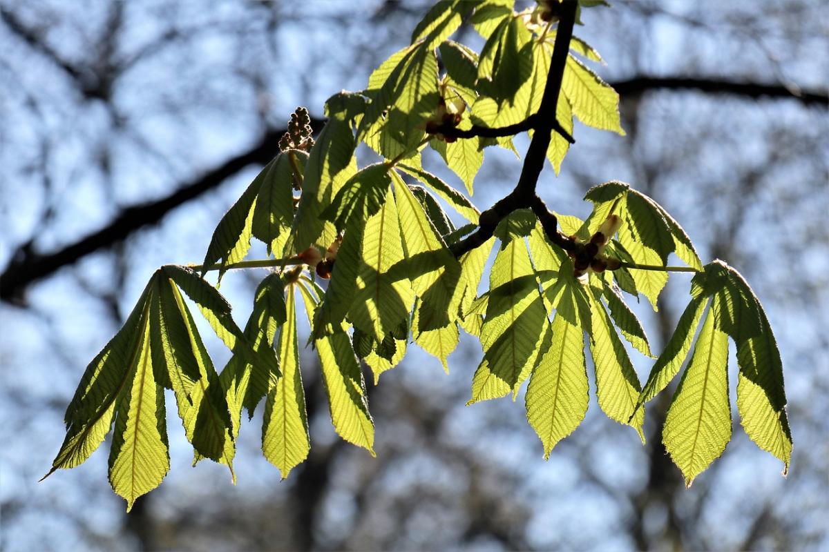 Протягом дня 19 квітня дощ у Києві припиниться / фото Pixabay Протягом дня 19 квітня дощ у Києві припиниться / фото Pixabay