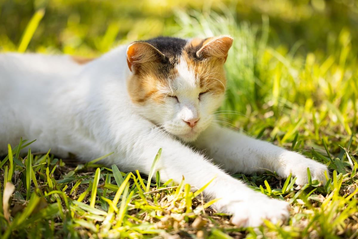 Наталія Птуха спрогнозувала, чи у червні в Україні буде дуже спекотно / фото Engin Akyurt/Pixabay