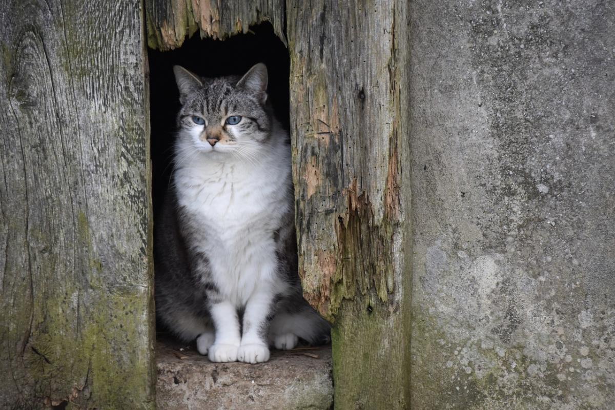 3 квітня температура знизиться по всій Україні / фото JackieLou DL / Pixabay