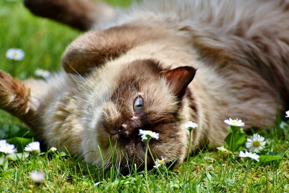 Кошки могут приносить счастье и удачу своим хозяевам  / фото Pixabay