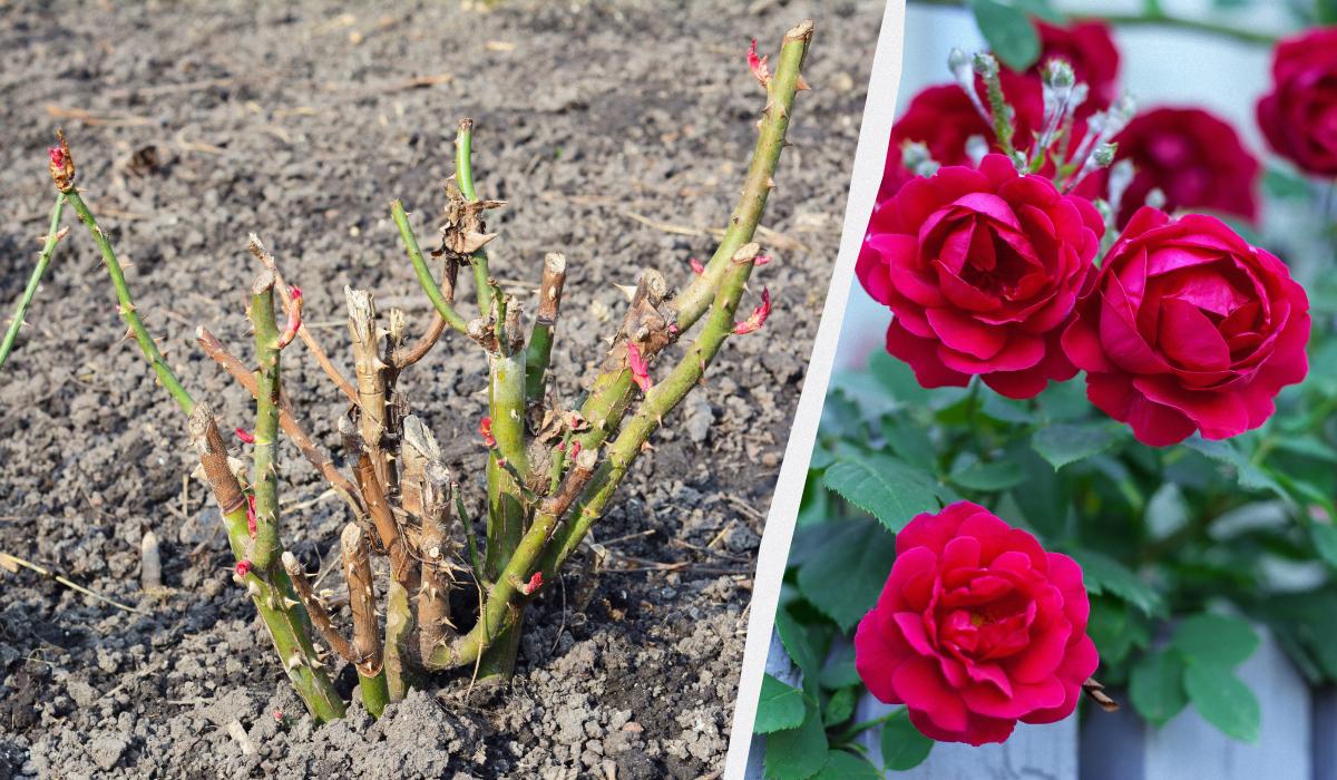 коллаж УНИАН, фото ua.depositphotos.com