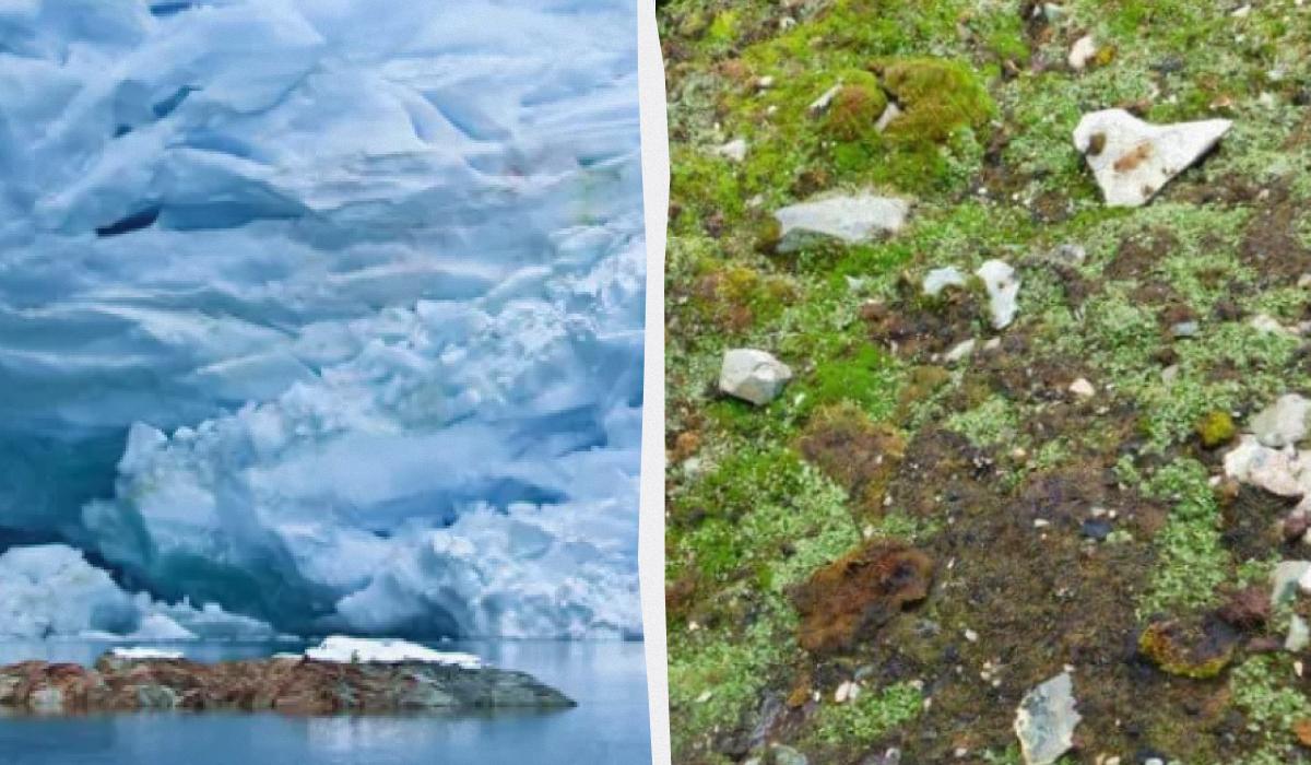 На станції "Вернадського" показали новий доказ глобального потепління / Колаж УНІАН, фото facebook.com/AntarcticCenter, фото ua.depositphotos.com