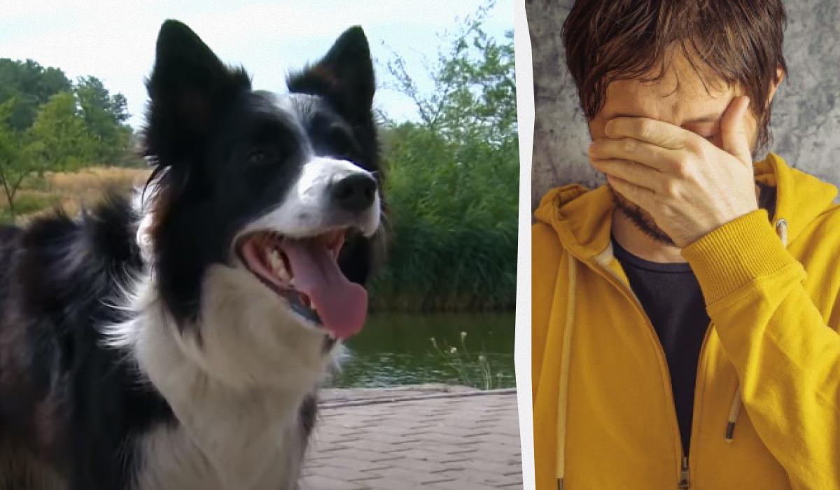 Собаки бордер-коллі характеристики мають позитивні / колаж УНІАН зі скріншоту та фото ua.depositphotos.com