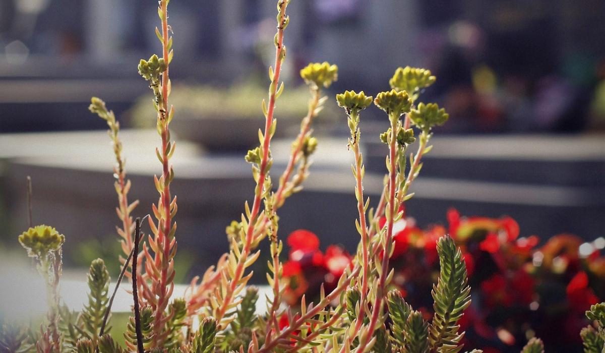 Какие цветы посадить на кладбище — неприхотливые растения | биржевые-записки.рф