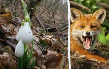 Оптическая иллюзия покажет, какой у вас IQ: надо найти лису среди леса за 9 секунд