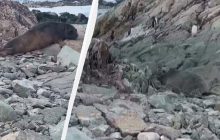 Йшов рахувати пінгвінів: український біолог зняв випадкову зустріч з морськими слонами (відео)