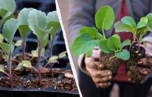 Коли сіяти на розсаду цвітну капусту: як підготувати насіння і у що садити