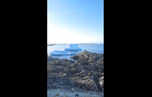 Тусять та наводять красу: полярники зробили дивовижне відео про своїх сусідів-пінгвінів