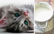 Какой кот выпьет молоко первым: решение найдет только уникум с очень высоким IQ