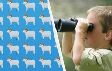 Удивительно сложная головоломка: надо найти уникального барана за 7 секунд