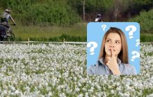 Только люди с удивительным IQ найдут аиста за 9 секунд: оригинальная оптическая иллюзия