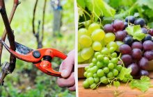 Уход за виноградом весной: как обрезать и опрыскать для большого урожая