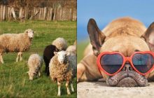 Усі бачать овець, і лиш люди з грандіозним IQ знайдуть пса за 8 секунд: "гаряча" головоломка