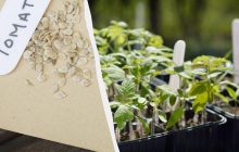 Як замочити насіння помідорів і перцю для кращої схожості: спробуйте цей спосіб