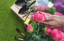 Чому не можна садити півонії навесні: важливий нюанс, про який мало хто знає