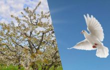 Людина з унікальним IQ знайде голуба за 10 секунд: головоломка для особливих