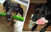 Знищать твою вітальню: названо топ-10 порід собак, які люблять жувати все навколо