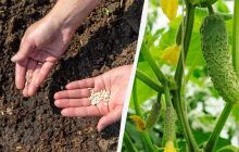 Що покласти в лунку при посадці огірків для гарного врожаю: простий рецепт без "хімії"