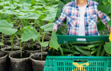 Коли сіяти огірки на розсаду у 2024 році: місячний календар і покрокова інструкція