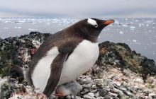 Пінгвіни-верхолази: українські вчені показали пташину домівку у незвичайному місці (відео)