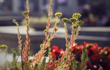 Какие цветы посадить на кладбище: 10 многолетников, которые растут сами по себе