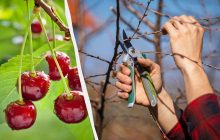 Как и когда обрезать вишню весной: тонкости от опытных садоводов для хорошего урожая