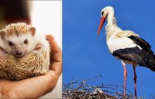 Усі бачать лелеку, і лиш "гігант думки" знайде їжака за 7 секунд: справжній обман зору