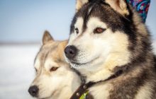 Експерти назвали породи собак, які чудово уживаються з іншими тваринами в домі