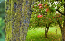 Осталось мало времени: как избавиться от мха и лишайников на плодовых деревьях