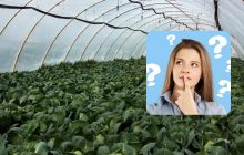 Только придирчивый детектив найдет дерзкого зайца в капусте: сложная головоломка