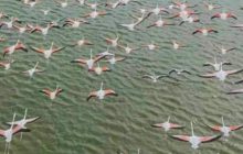 Після "розвідки": зграя рожевих феніксів досліджує заповідник на Одещині (фото)