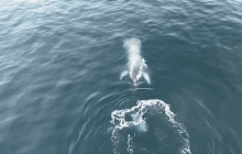 Наввипередки з українським криголамом: в Антарктиці побачили грайливого кита-горбача (відео)