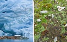 В Антарктиці знайшли унікальну рослину: прорив зробили біологи "Вернадського" (фото)