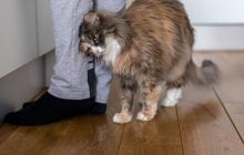 Способны ли кошки чувствовать вину и извиняться: объясняют специалисты