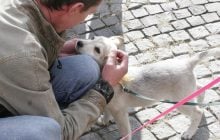 Люди передают животным больше вирусов, чем подхватывают от них сами, - исследование